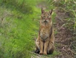 Камышовый кот с кисточками на ушах: волшебный обитатель природы
