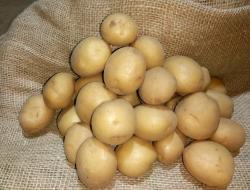 Производители семенного картофеля в России