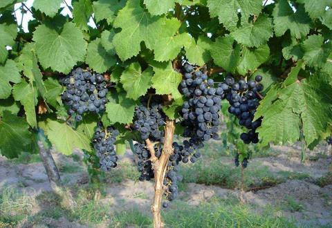 Возведение виноградника для начинающих
