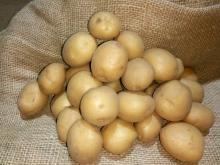 Производители семенного картофеля в России